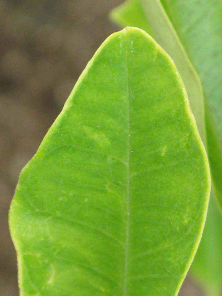              Margin (Riverside, CA)       